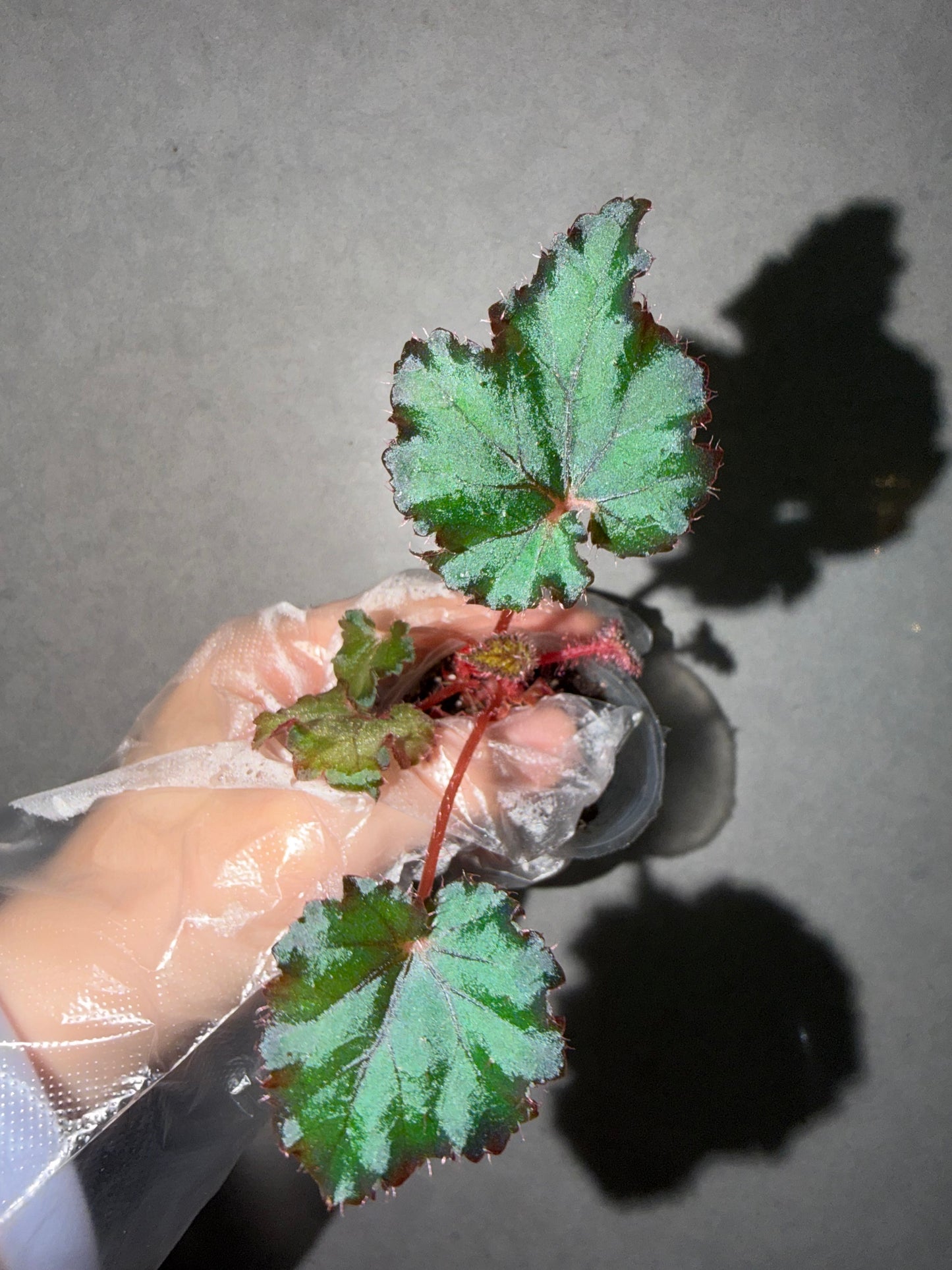 🌿Begonia ‘DS-Cuba’