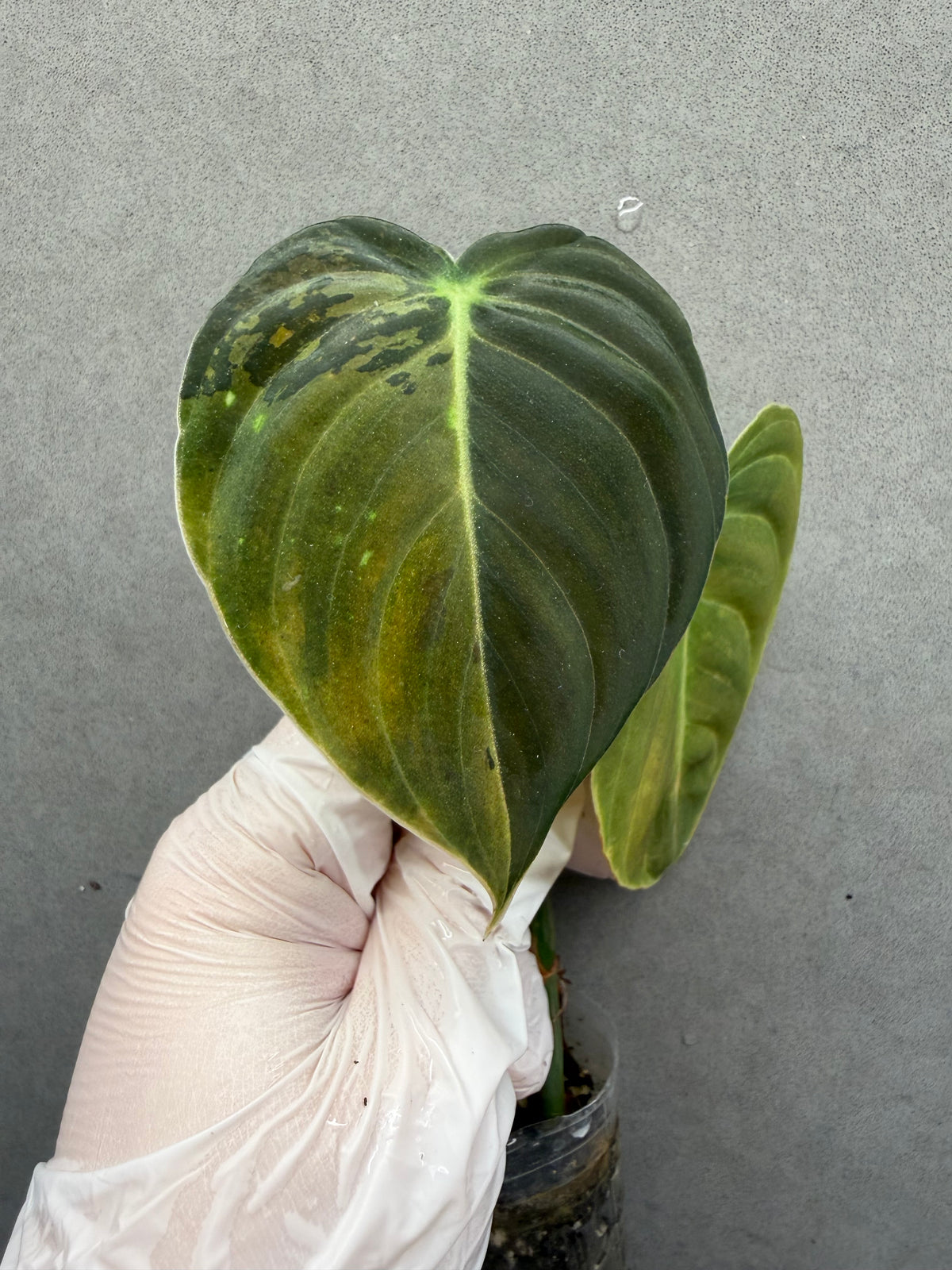 🌿Philodendron Melanochrysum Var