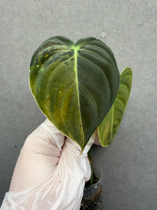🌿Philodendron Melanochrysum Var
