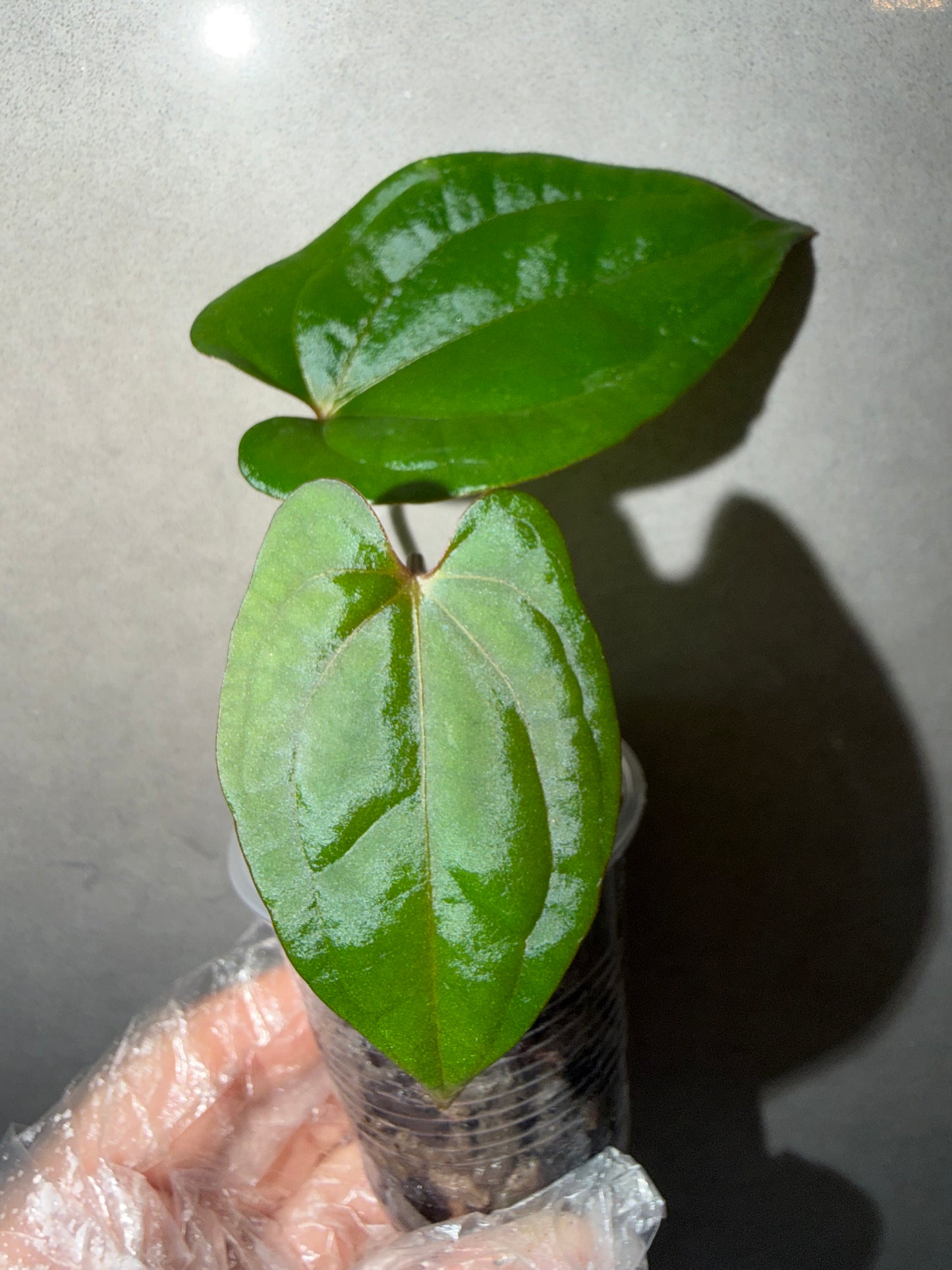 🌿Anthurium Red Vein Dark Phoenix(RVDP)
