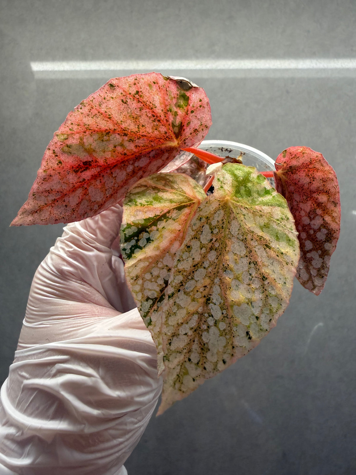 🌿 Begonia 'Snow Cap ‘Pink Variegated