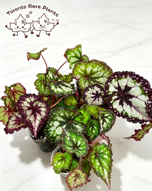 🌿Begonia ‘Carnival’