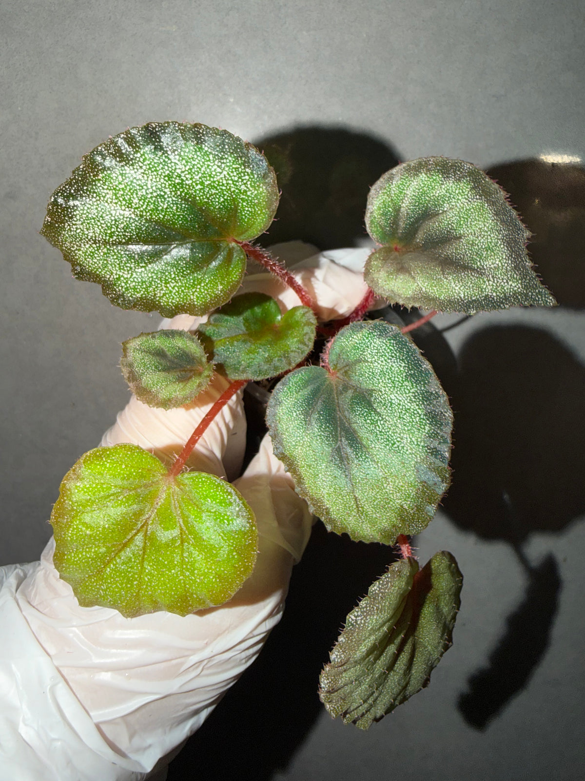 🌿 Begonia ‘Flamingo’