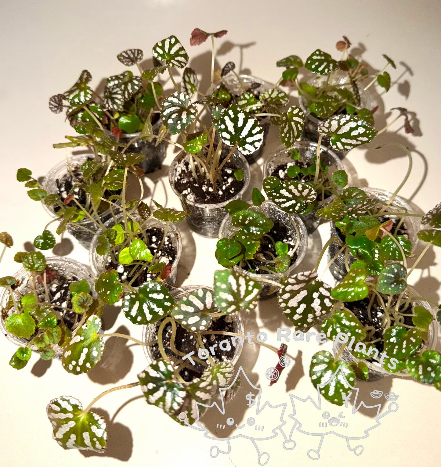 🪙Begonia 'Silver Dollar'