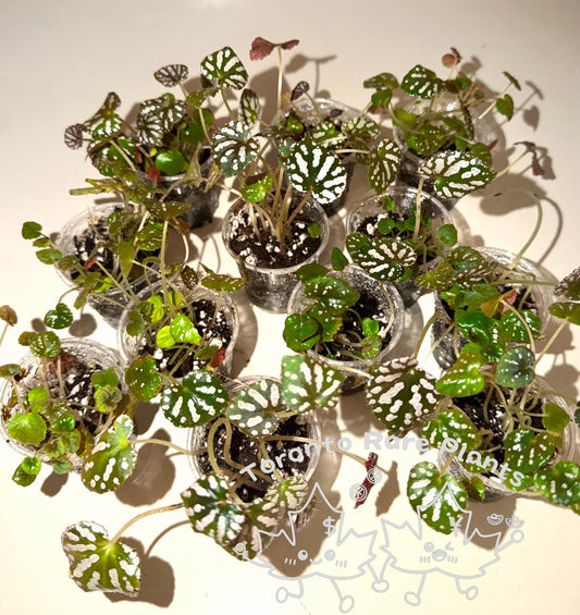 🪙Begonia 'Silver Dollar'