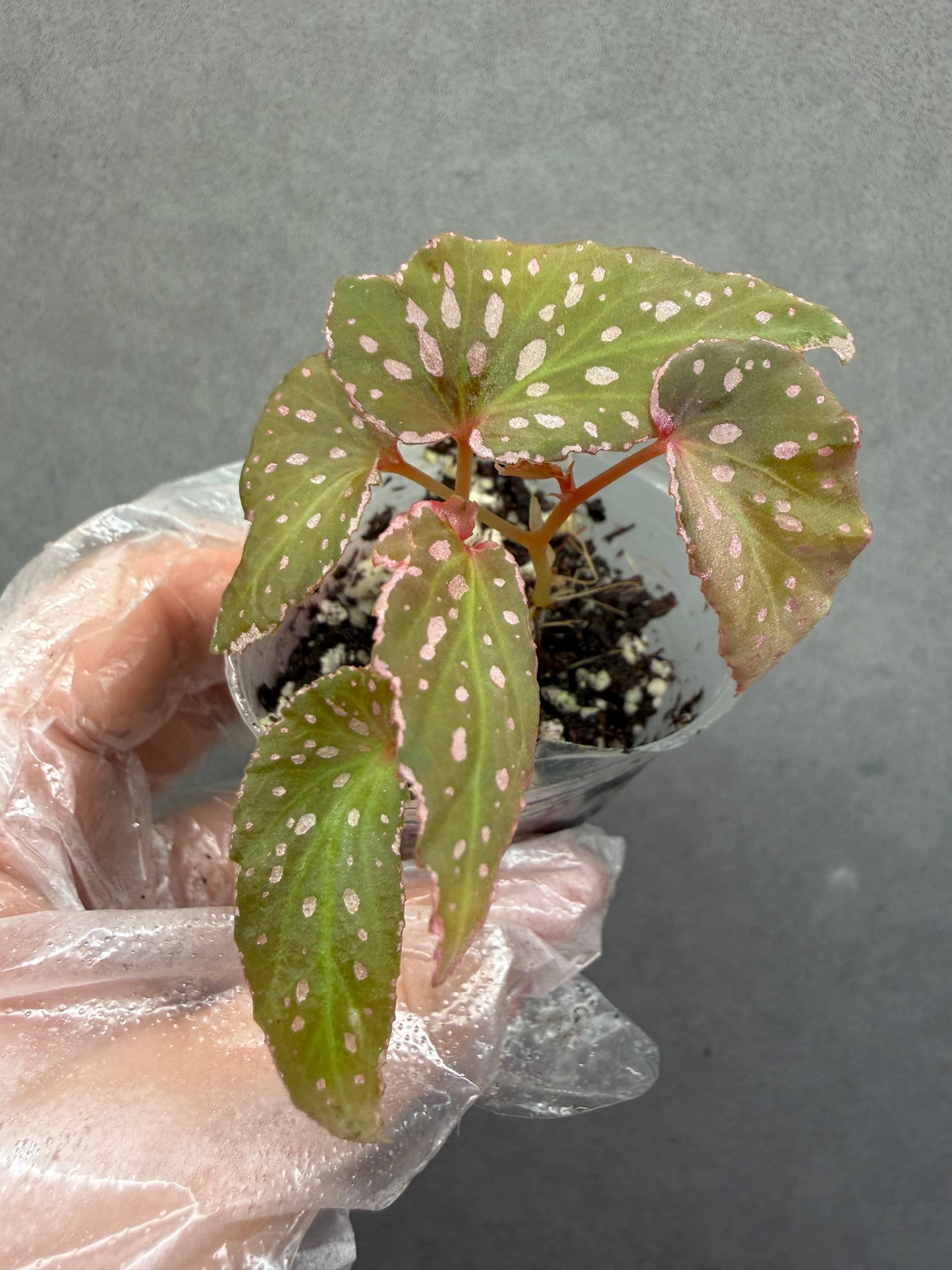 🌿 Begonia malachosticta