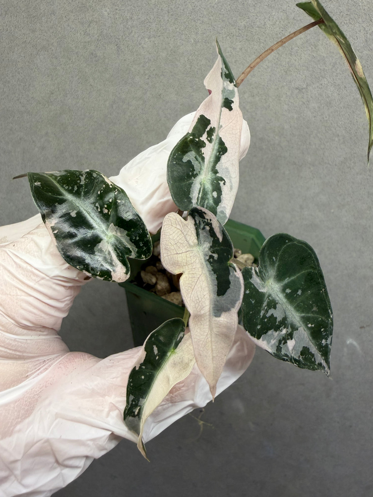 🌸Alocasia Bambino Pink Variegated