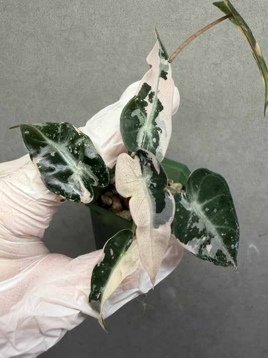 🌸Alocasia Bambino Pink Variegated