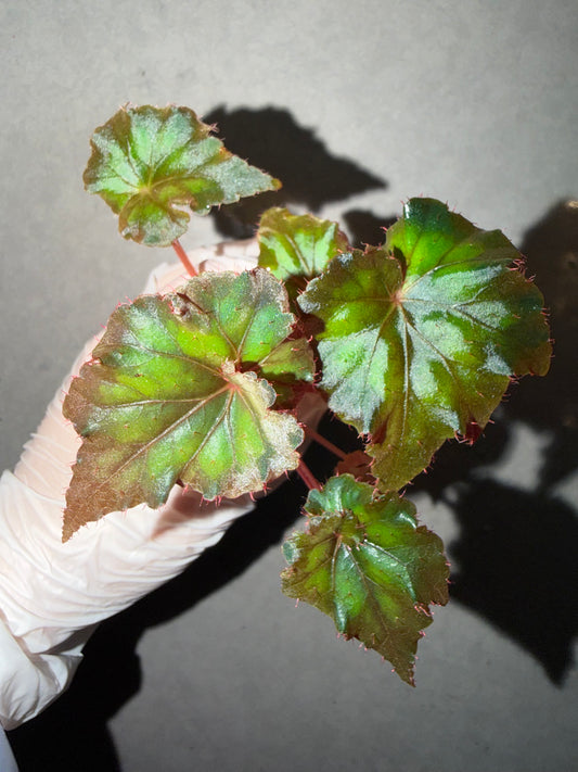 ⚡️Begonia ThunderCloud☁️