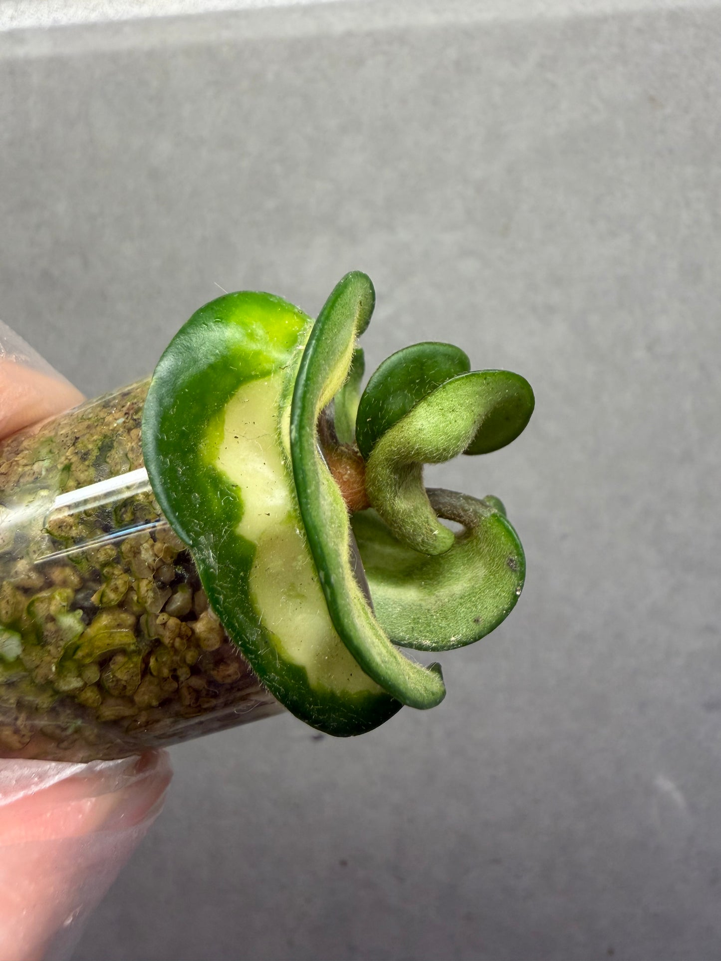 🌿Hoya Compacta Variegata