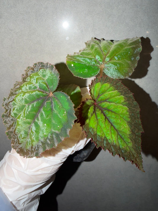 🌿Begonia NoID