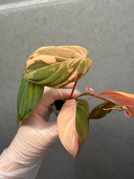 🌿Philodendron Micans Variegated