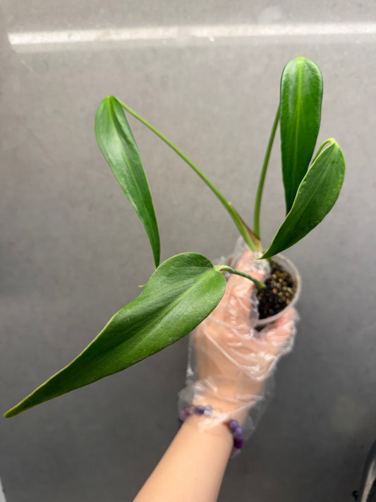 Monstera 'Burle Marx Flame'