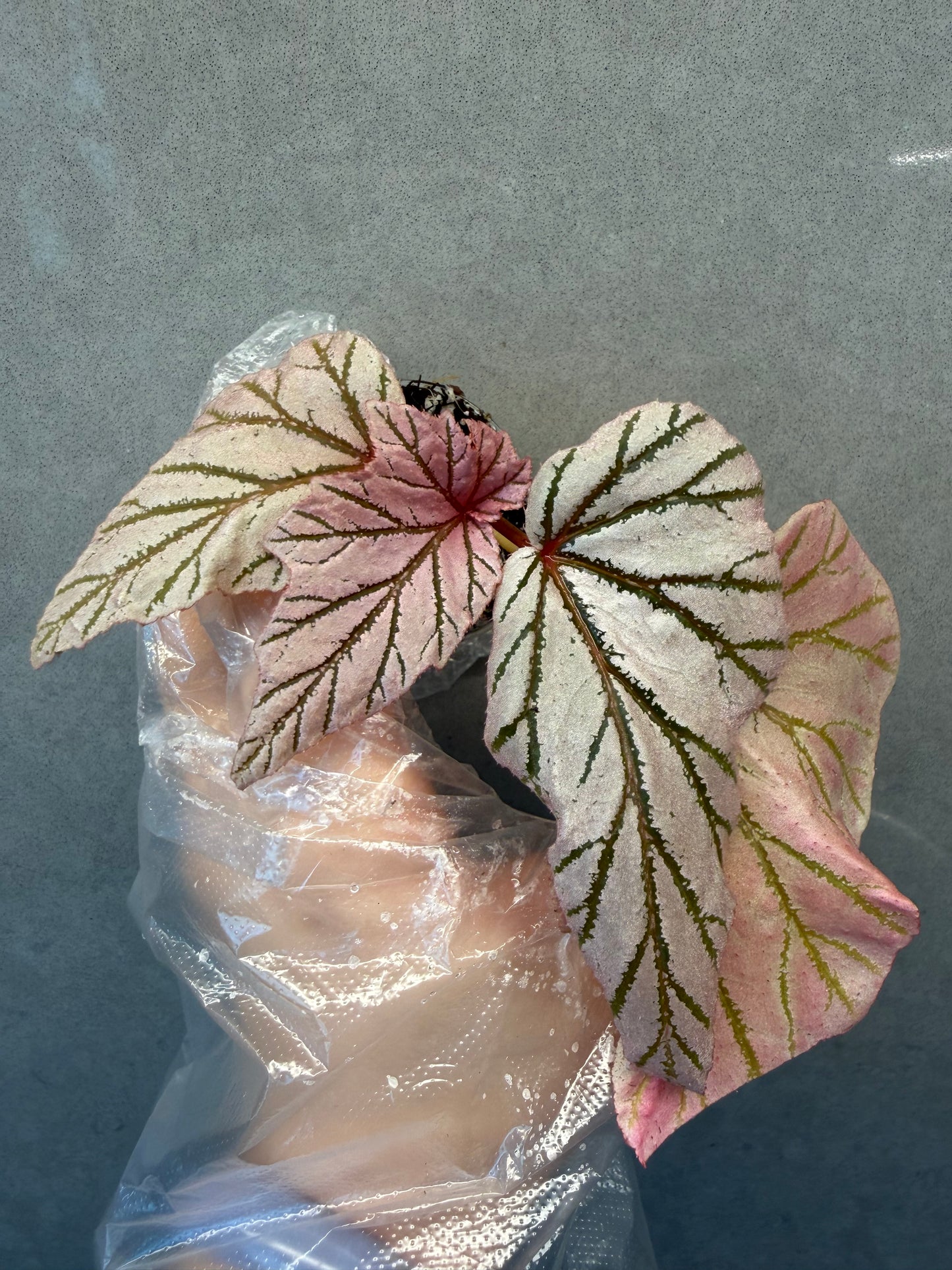 🌿Begonia Lamoon