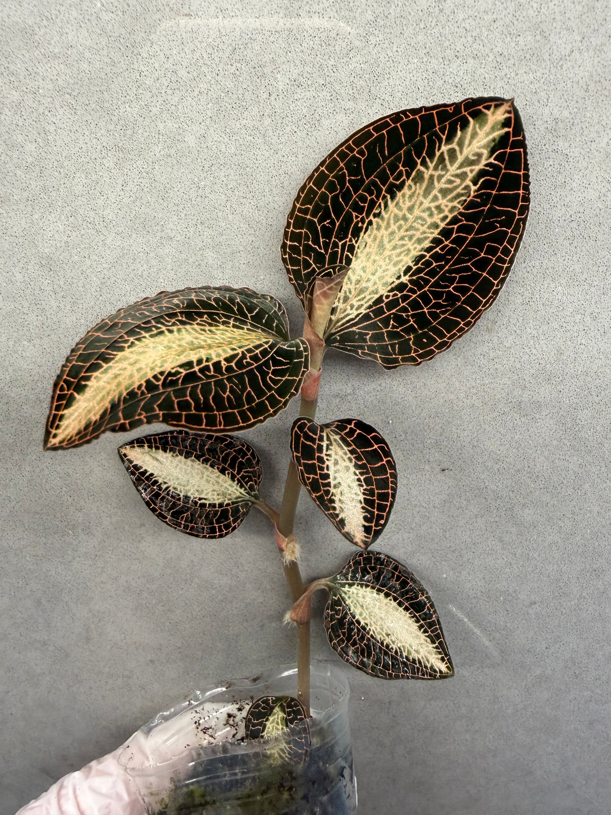🌿Anoectochiluls roxburghii variegated