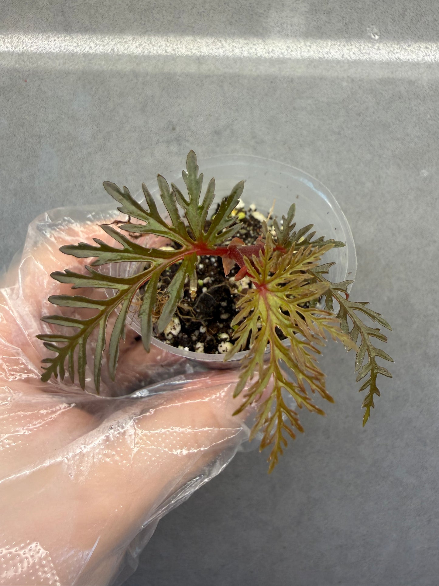 🌿 Begonia Bipinnatifida