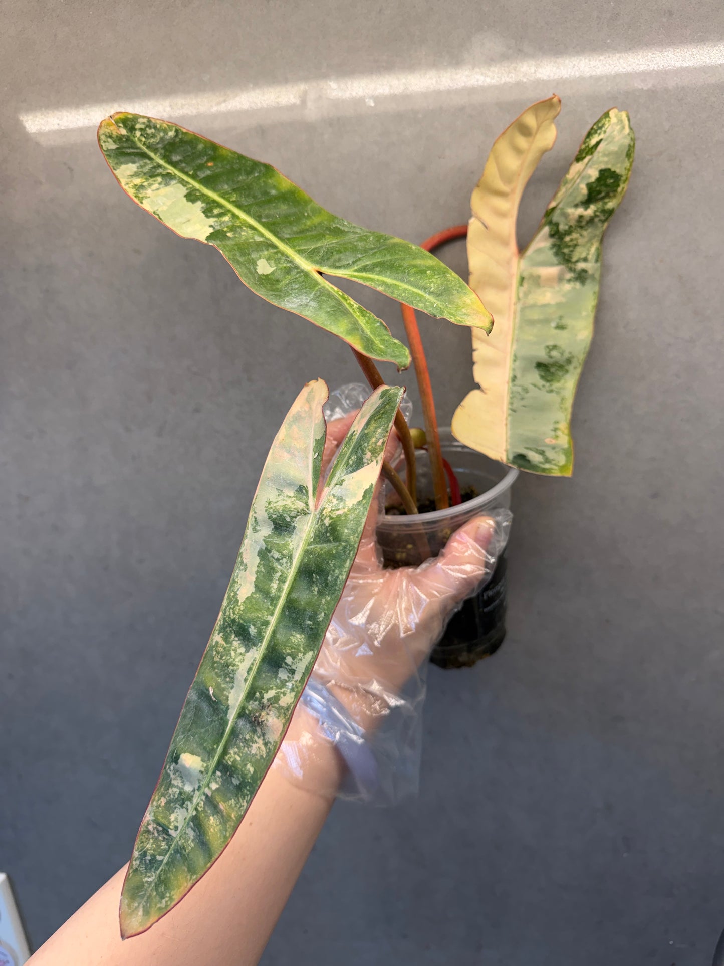 🌿Philodendron billietiae ‘Variegata’