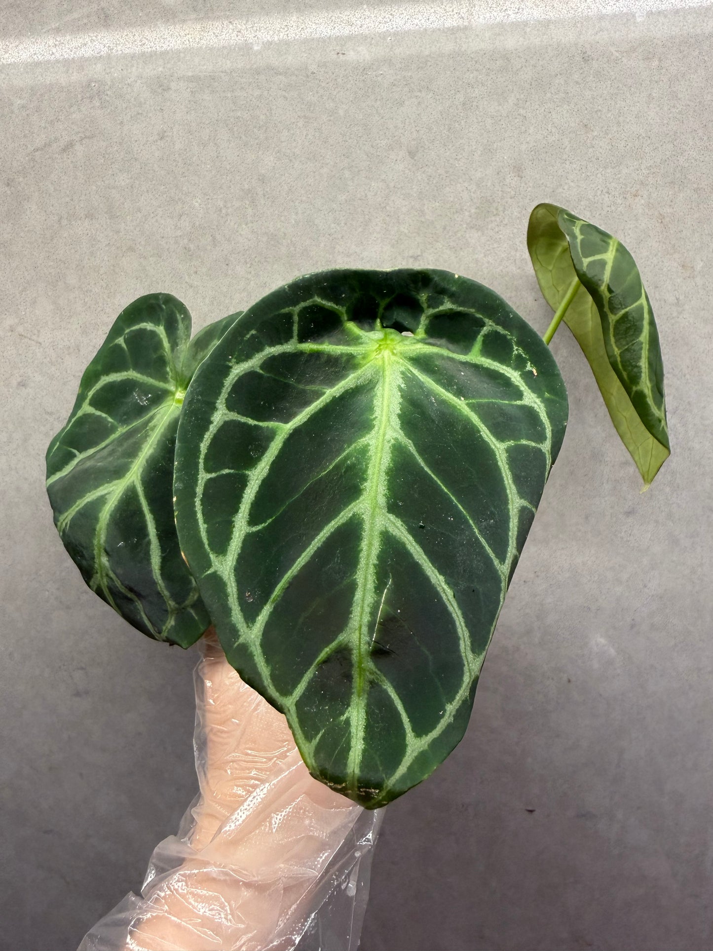 🌿Anthurium Crystallinum* Forgetii