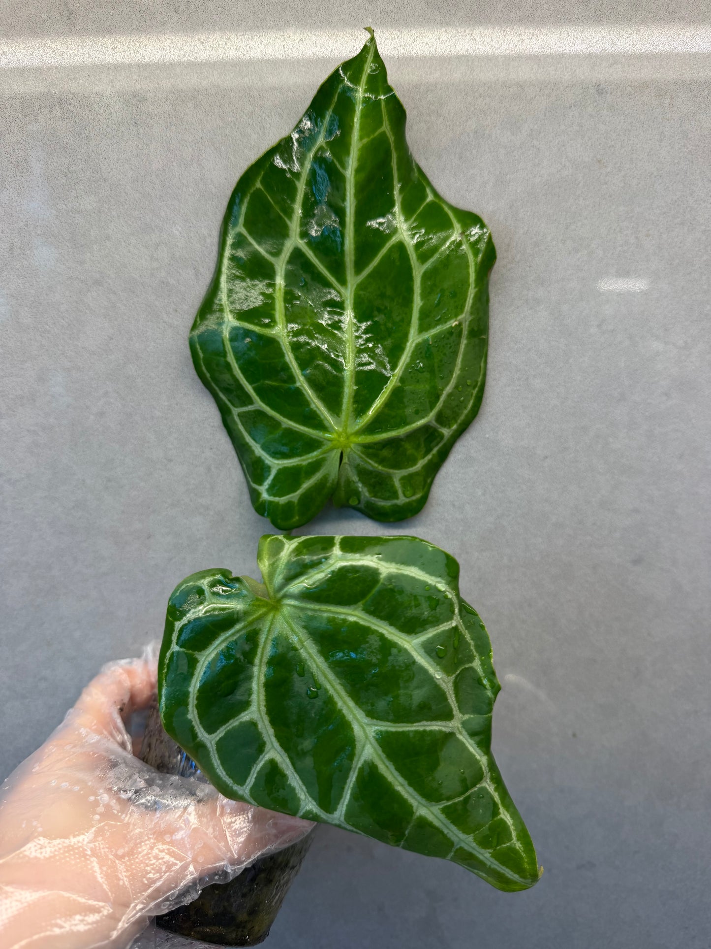 🌿Anthurium Magnificum*Red Crystallinum