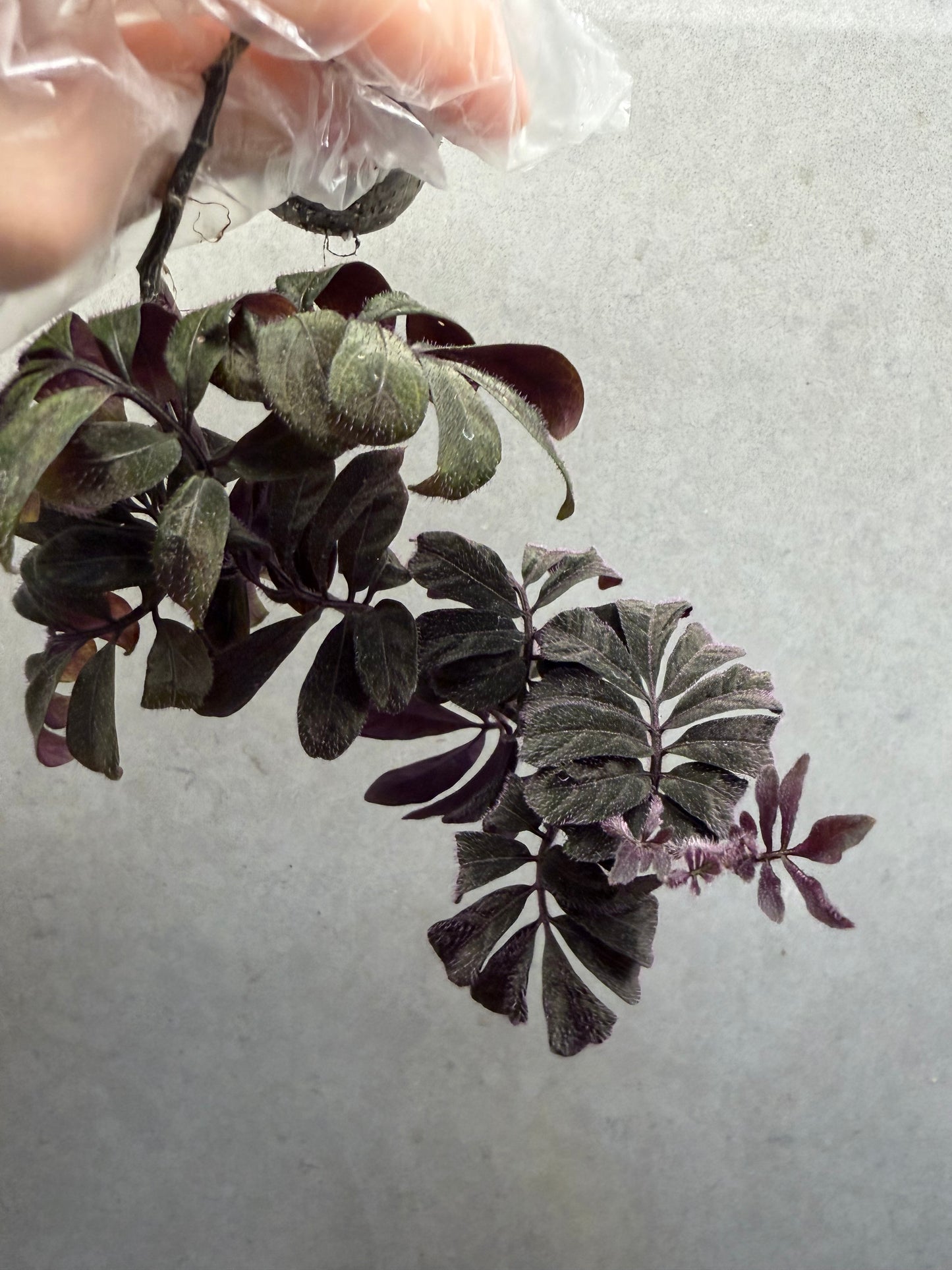 🌿 Solanum uleanum