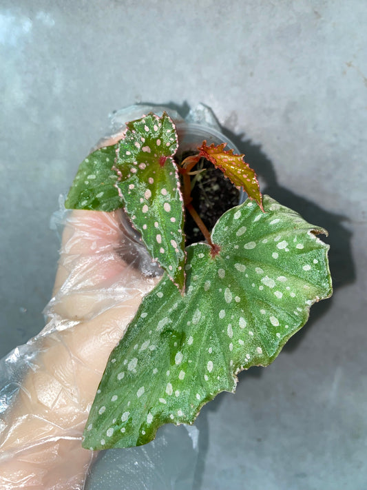 🌿 Begonia malachosticta