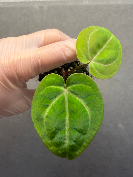 🌿 Anthurium SKG Crystallinum x Anthurium Bvep