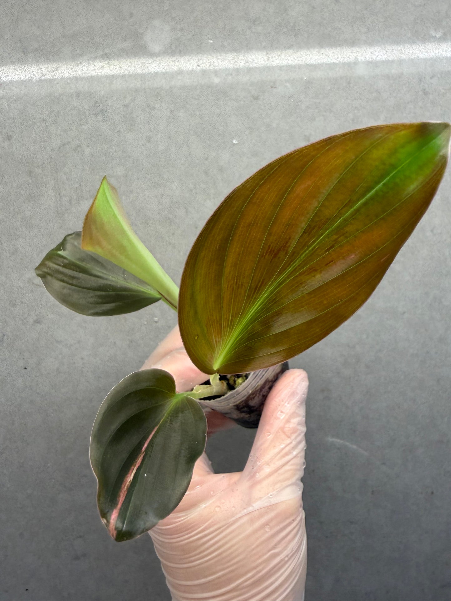🌸Kaempferia pulchra Pink Low variegata