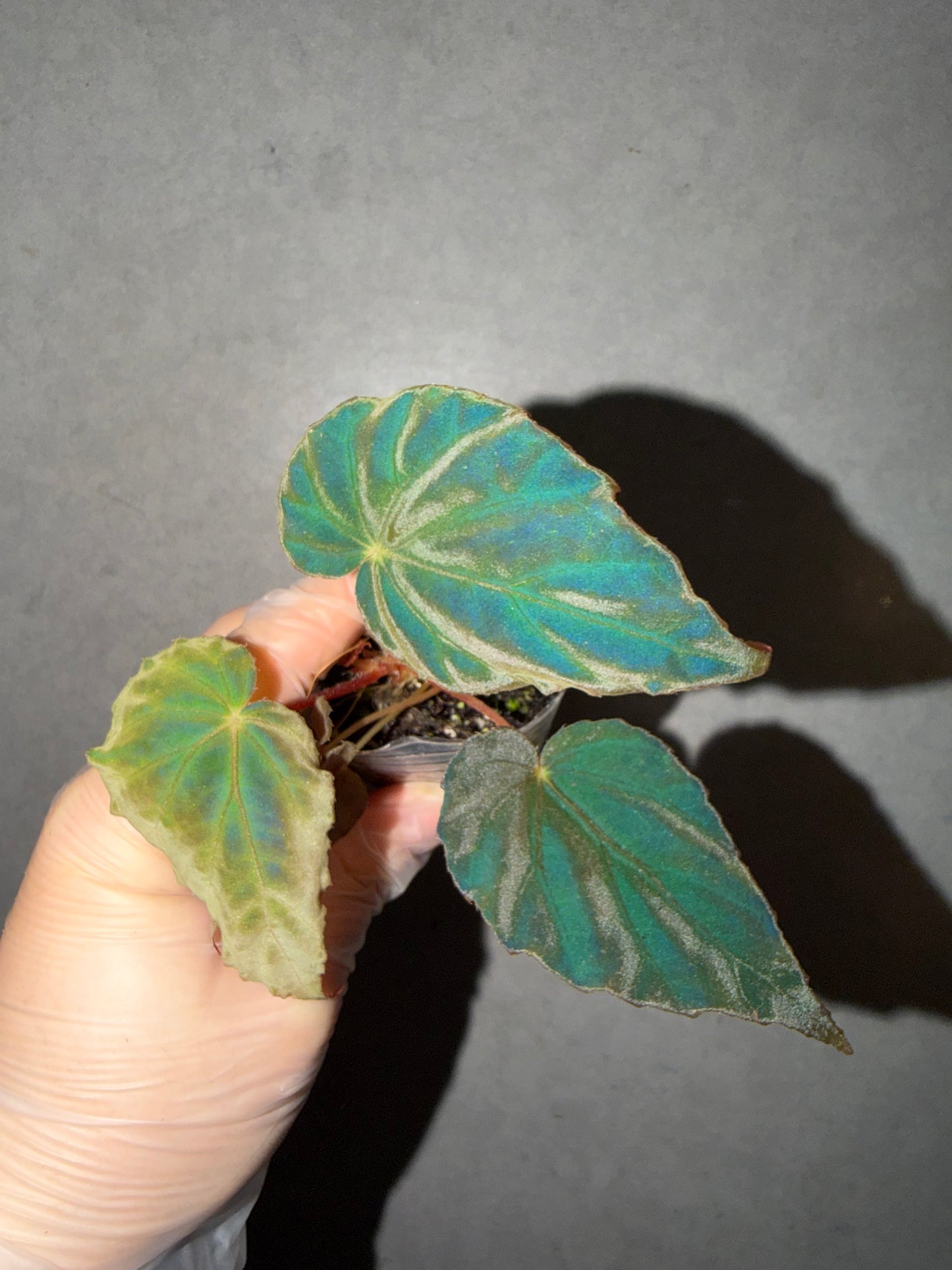 🦚 Begonia Pavonina