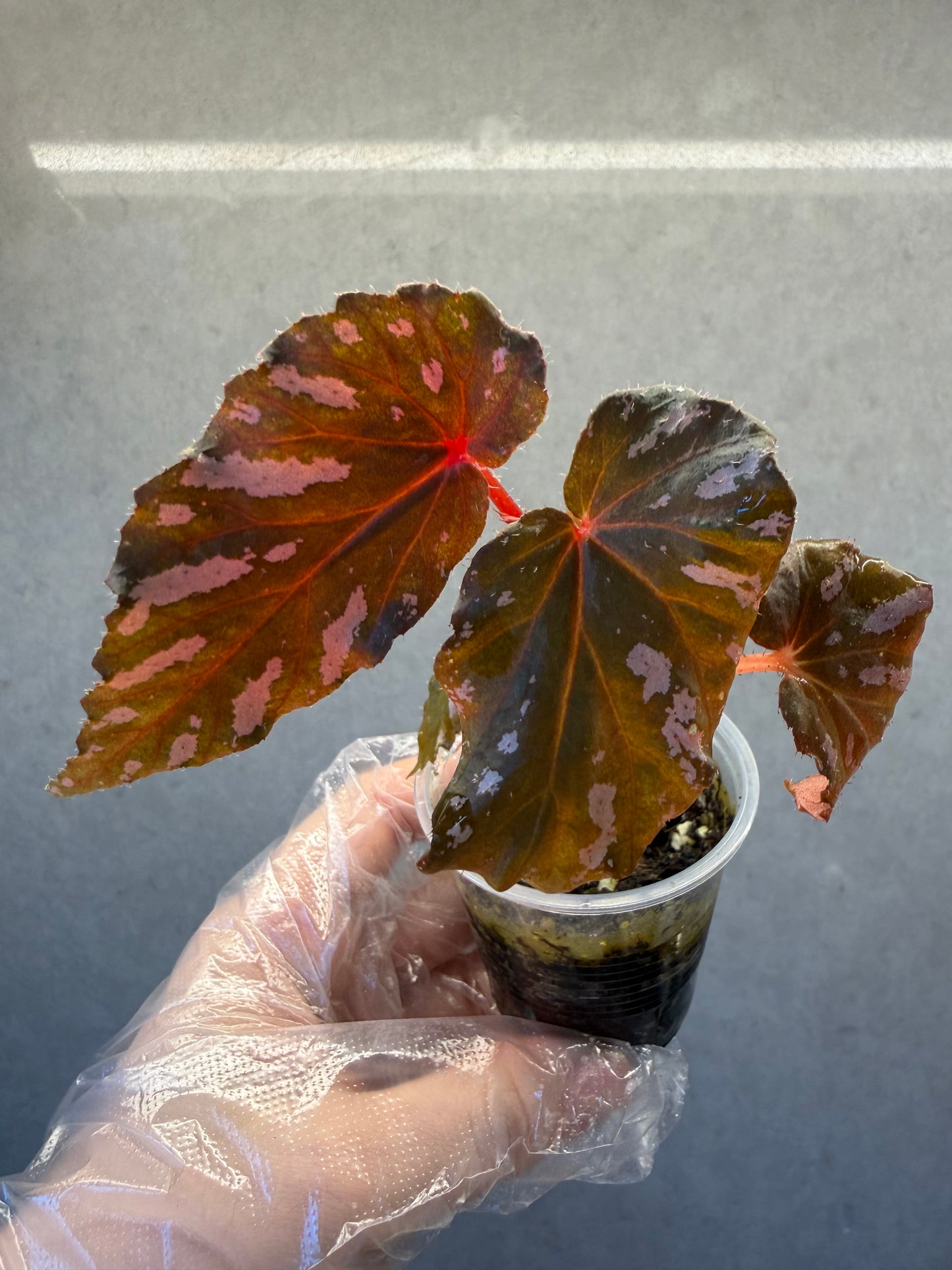 🌿 Begonia brevirimosa