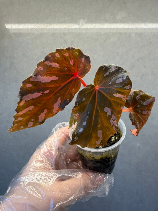 🌿 Begonia brevirimosa