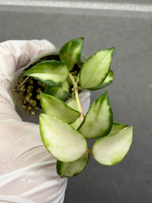 🌿Hoya Lacunosa tricolor bruno