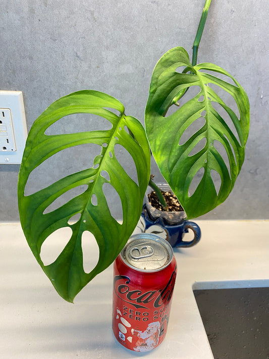 🌿 Monstera Esqueleto