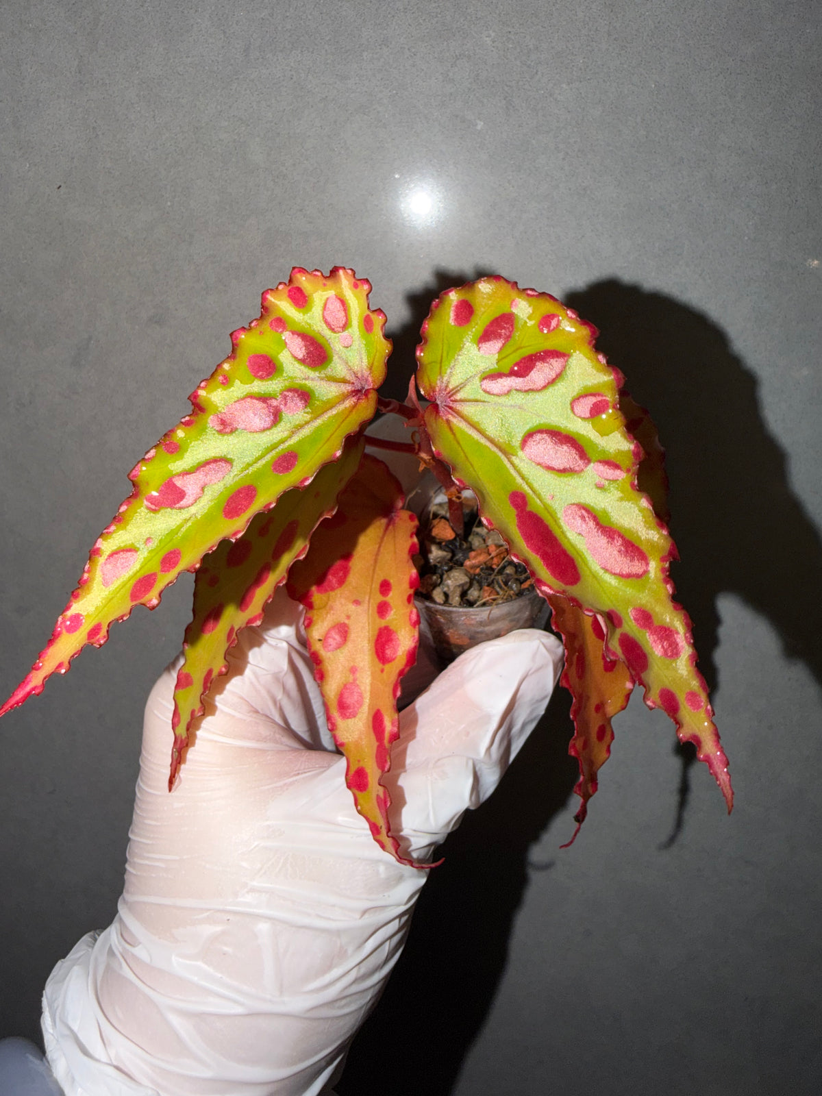 🌿Begonia ‘Pink Lava’