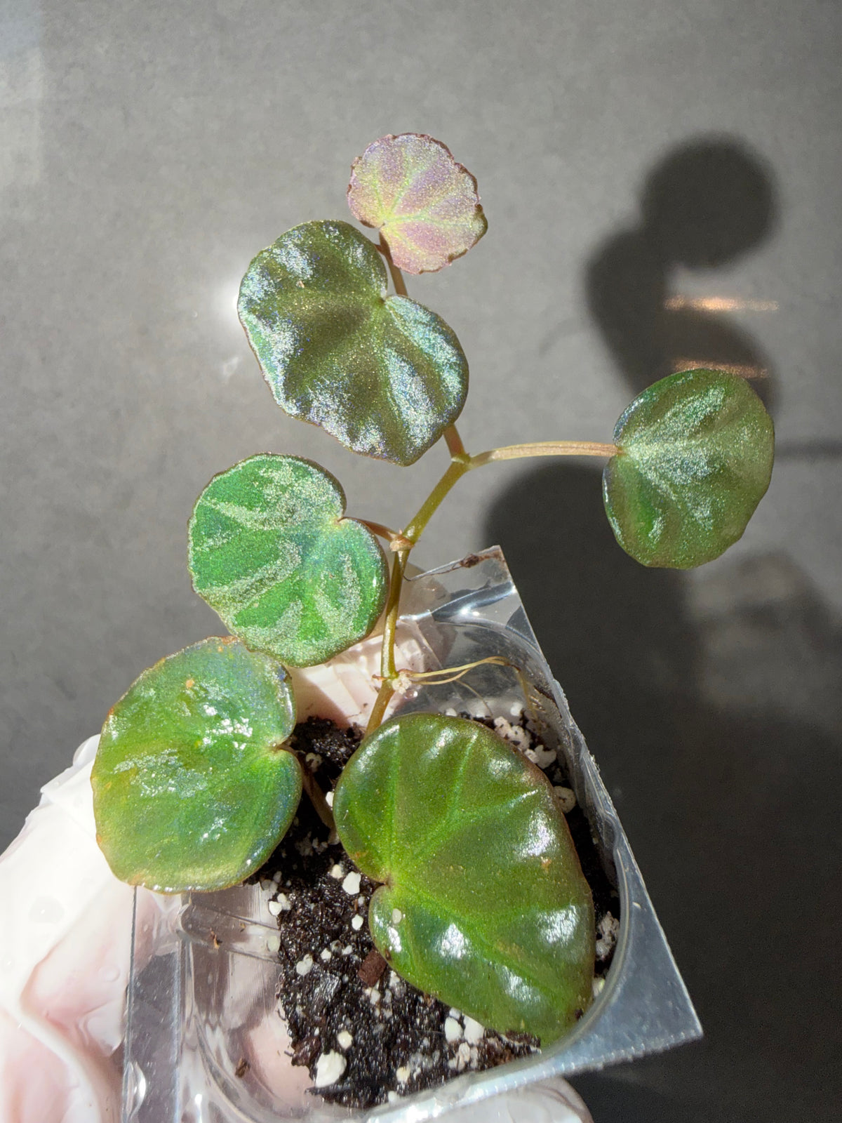 Begonia 5 Combo：Lamoon➕ sp. Sarawak ➕Dolce Vita➕ Carnival➕ Martin Mystery