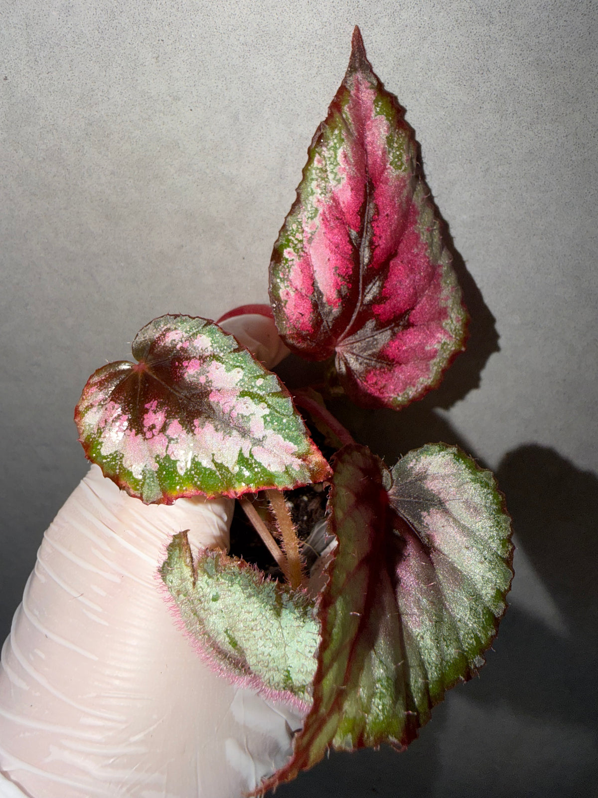 Begonia 4 Combo：sp. Sabah Pink➕ Pink Lava➕ chocolate milk➕Rex