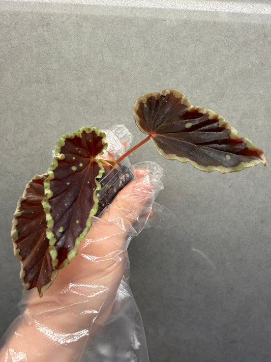 🥷Begonia Darthvaderiana（Green Spot）