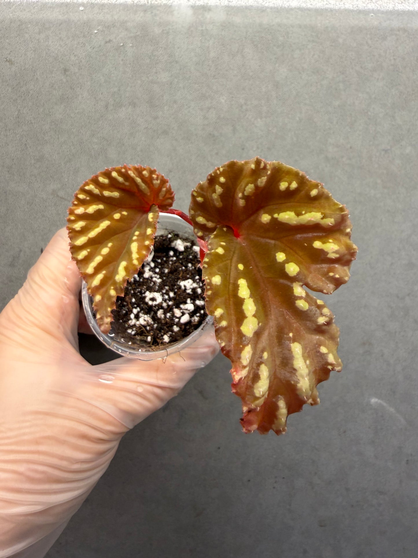 Begonia Atricha