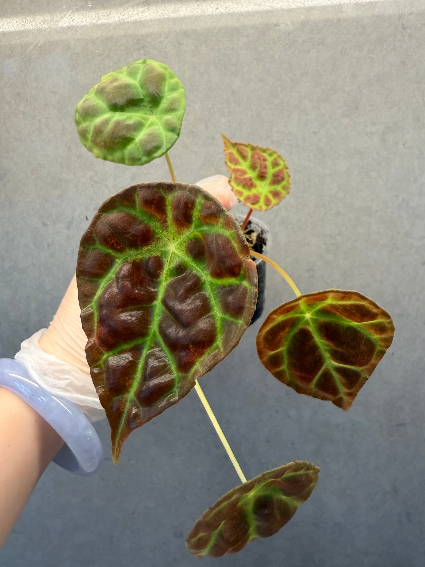 🌿Begonia goegoensis