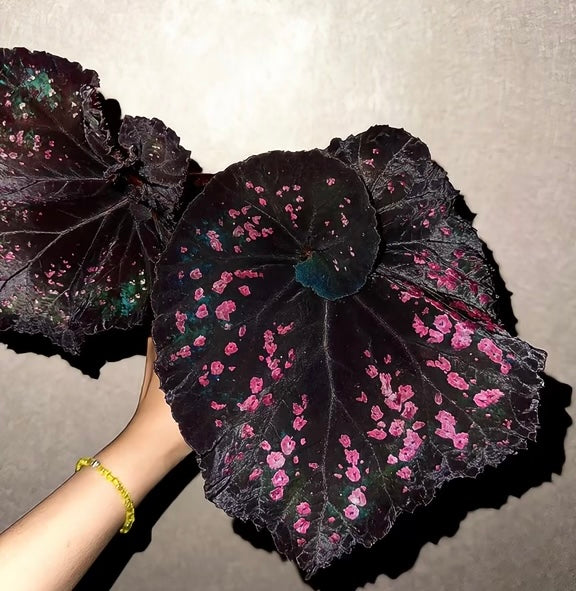 🌿Begonia DS-Chocolate Covered Cherry
