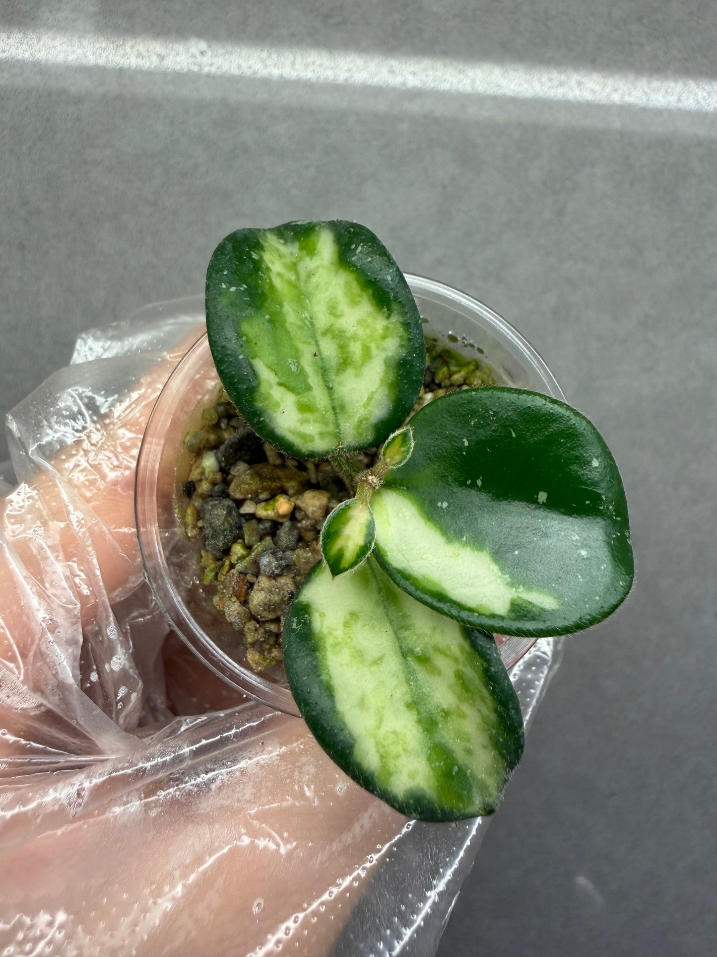 🌿Hoya Mathilde Var