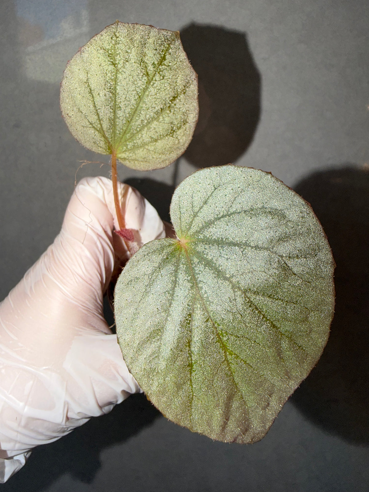 Begonia 5 Combo：Roseopunctata➕ scapigera➕U508➕ burkillii green form➕ Silver Dollar