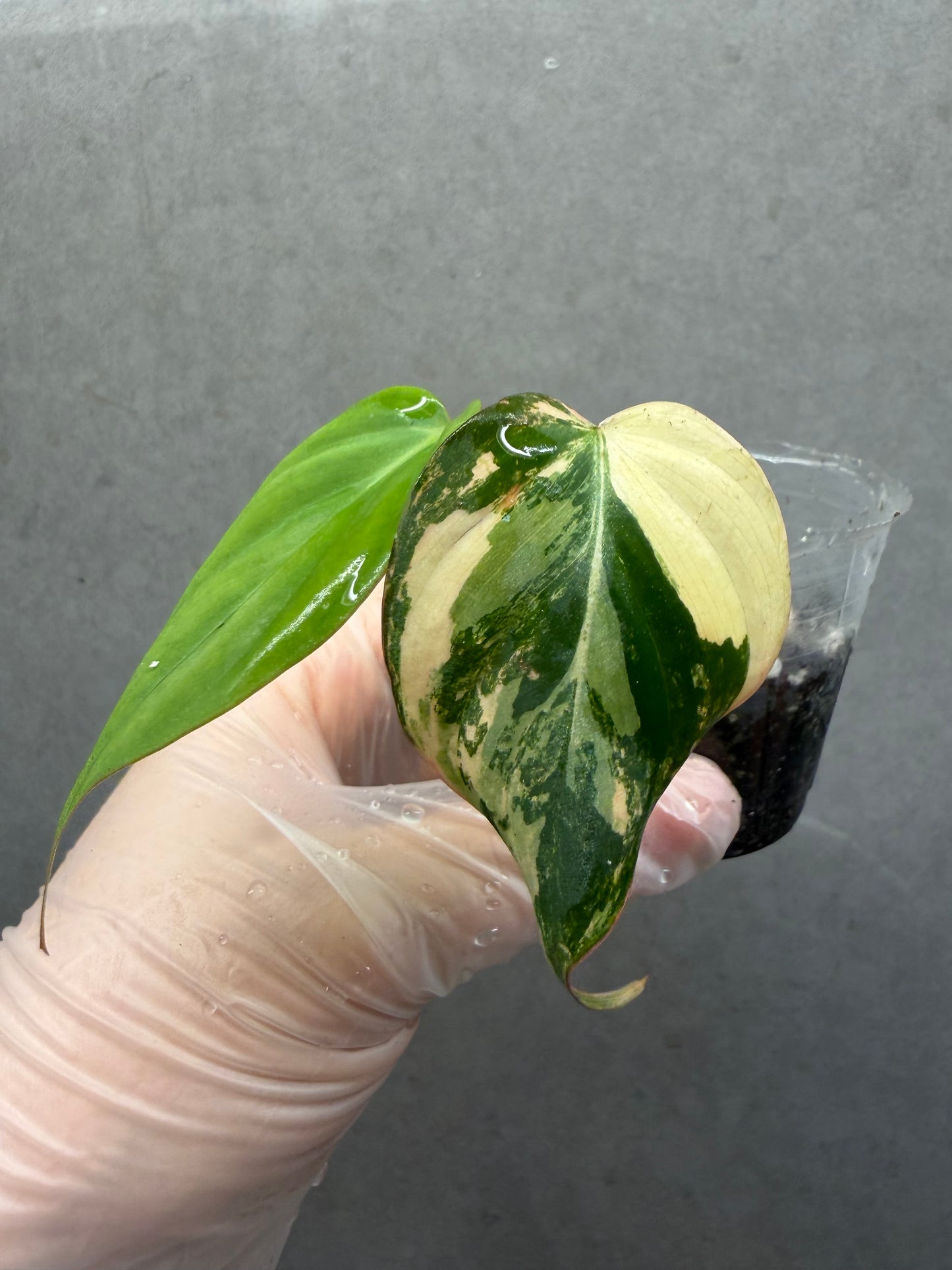 🌿Philodendron Micans Variegated