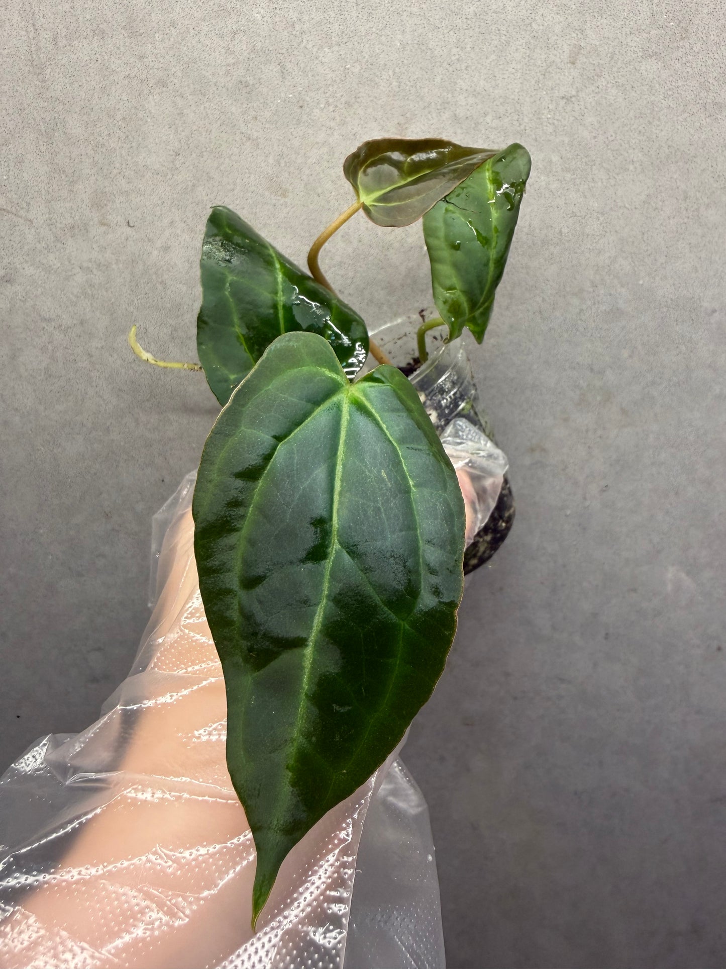 🌿Black Crystallinum* Anthurium Aos