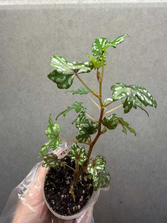 🌿 Begonia dregei