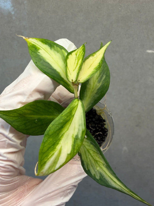 🌿 Hoya polyneura 'Inner Variegated'