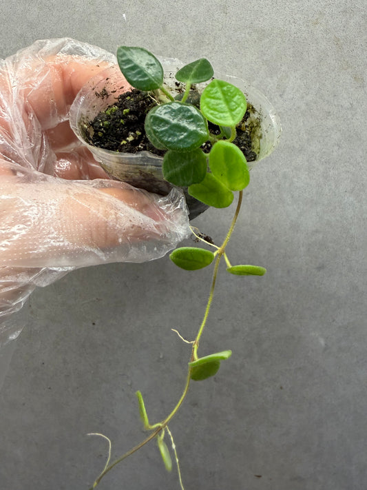 🌿 Hoya Tengchongensis