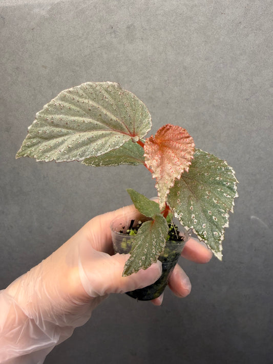 🌿Begonia lamriana ‘Silver’