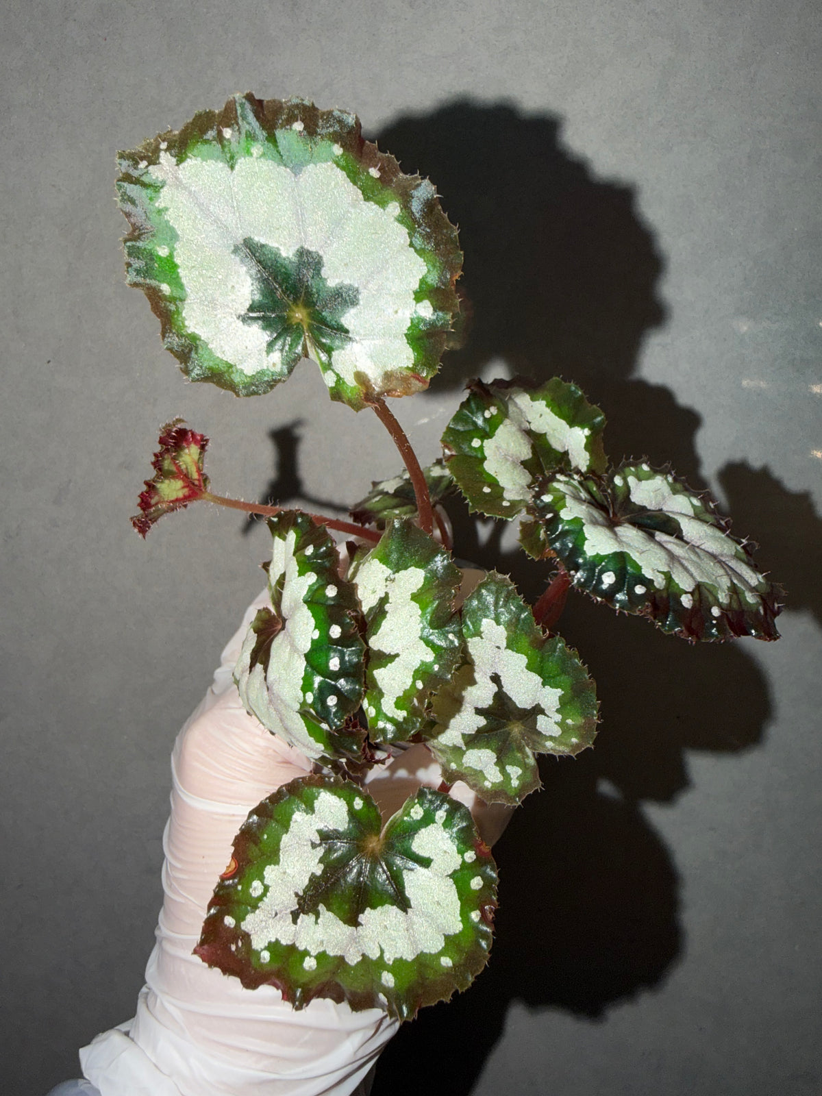 🌿 Begonia 'Dolce Vita'