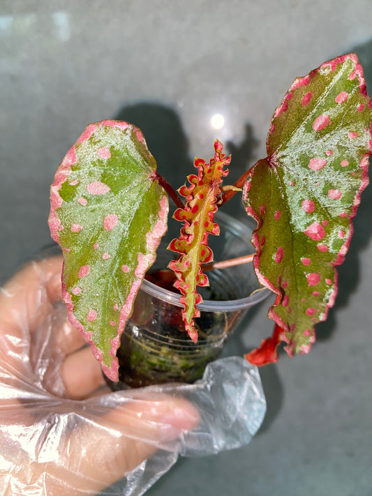 🌿 Begonia Darthvaderiana × Amphioxus