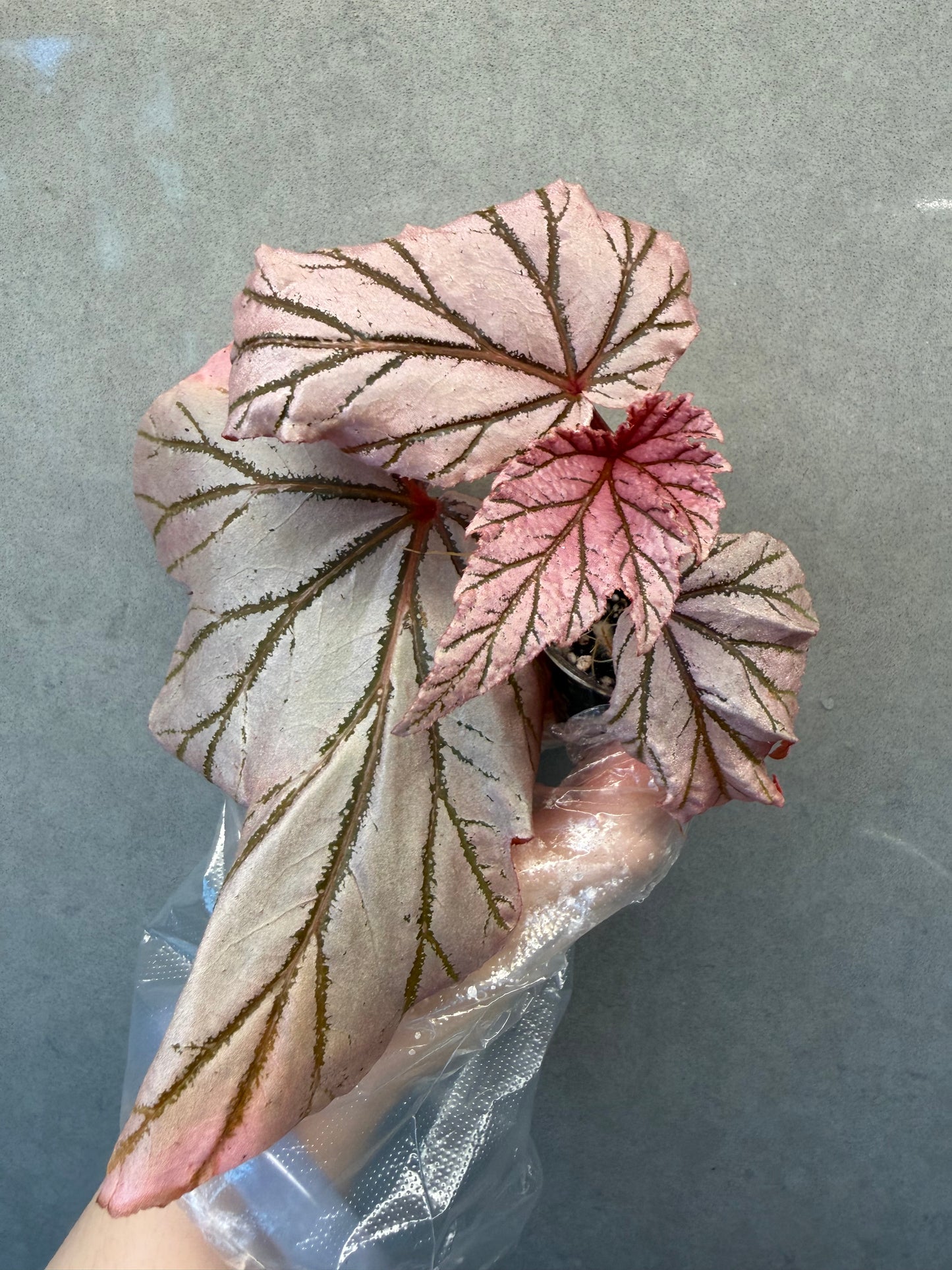 🌿Begonia Lamoon